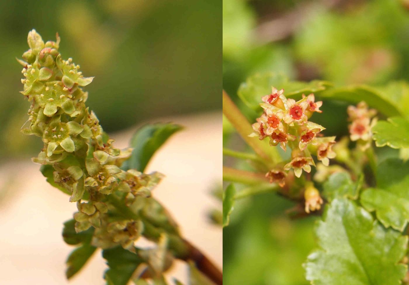 Currant, Mountain flower